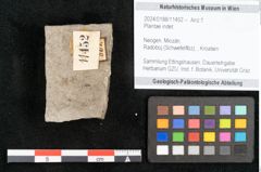 Foto (Objekt + Etikett) von Plantae indet.  (NHMW-GEO-2024-0188-11452)